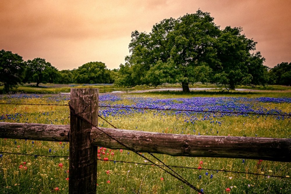 Wildflower field and wooden fence in Texas